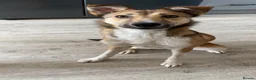 Mixed Breed dogs for sale: Beautiful 2‑Year‑Old Collie × Kelpie Female in Grange-over-Sands - Advert 2