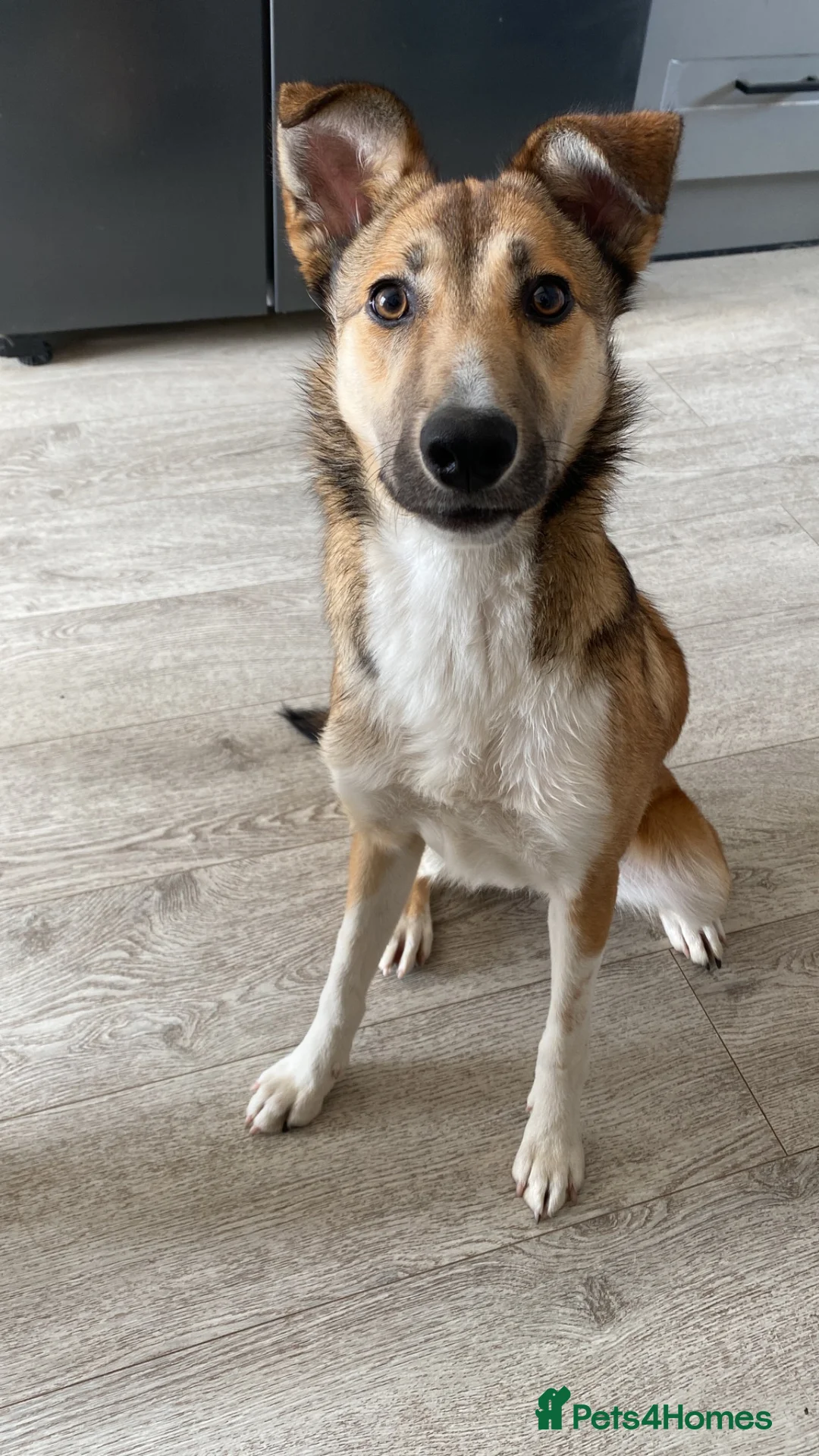 Mixed Breed dogs for sale: Beautiful 2‑Year‑Old Collie × Kelpie Female in Grange-over-Sands - Advert 2