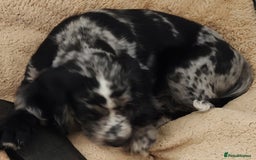 Sprocker dogs for sale: STRIKING SPROCKER SPANIEL PUPPIES  - Image 3