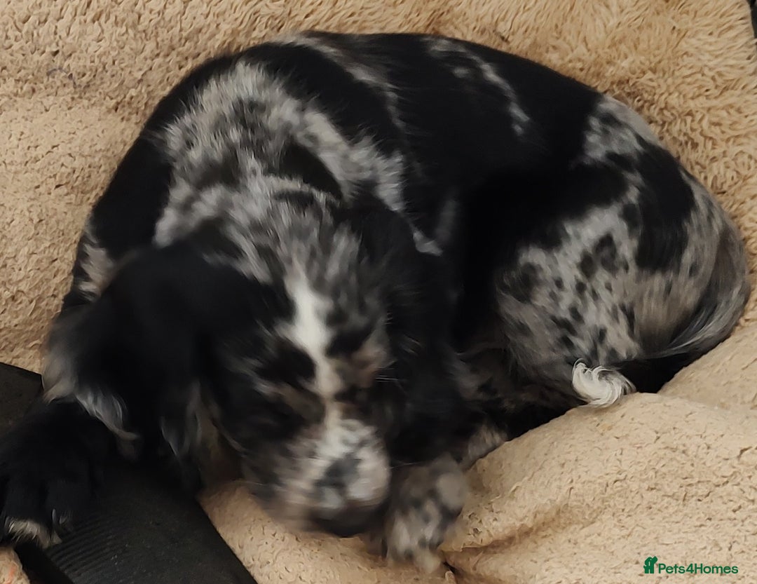 Sprocker dogs for sale: STRIKING SPROCKER SPANIEL PUPPIES  - Image 3