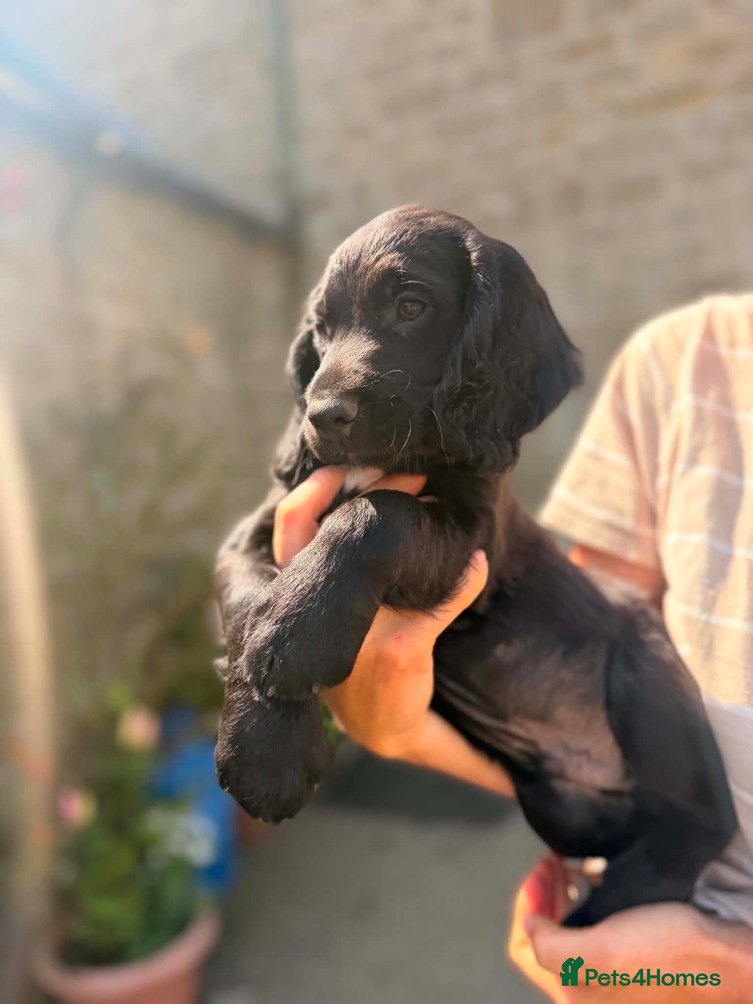 Sprocker dogs 1 male Sprocker puppy for sale  - Advert 3