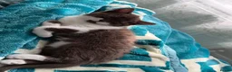 British Shorthair cats for sale: BSH kittens💚💙💜🧡🎀🎀🎀 - Advert 2