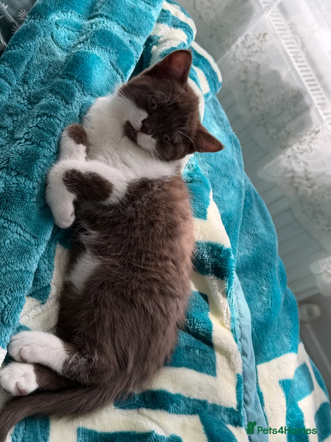 British Shorthair cats for sale: BSH kittens💚💙💜🧡🎀🎀🎀 - Advert 2