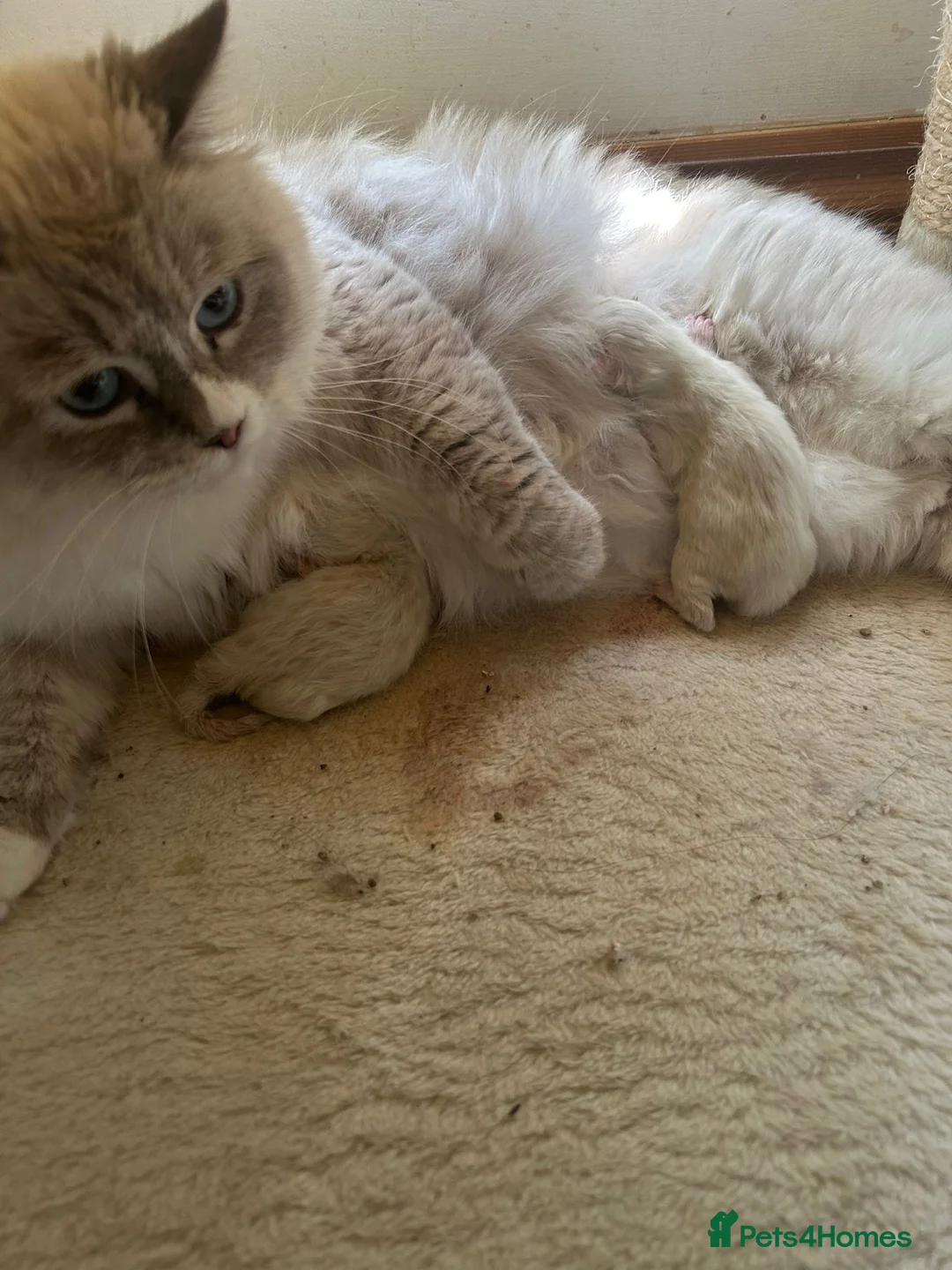 Siberian cats for sale: Pedigree Siberian Neva Masquerade Kittens for Sale - Advert 2