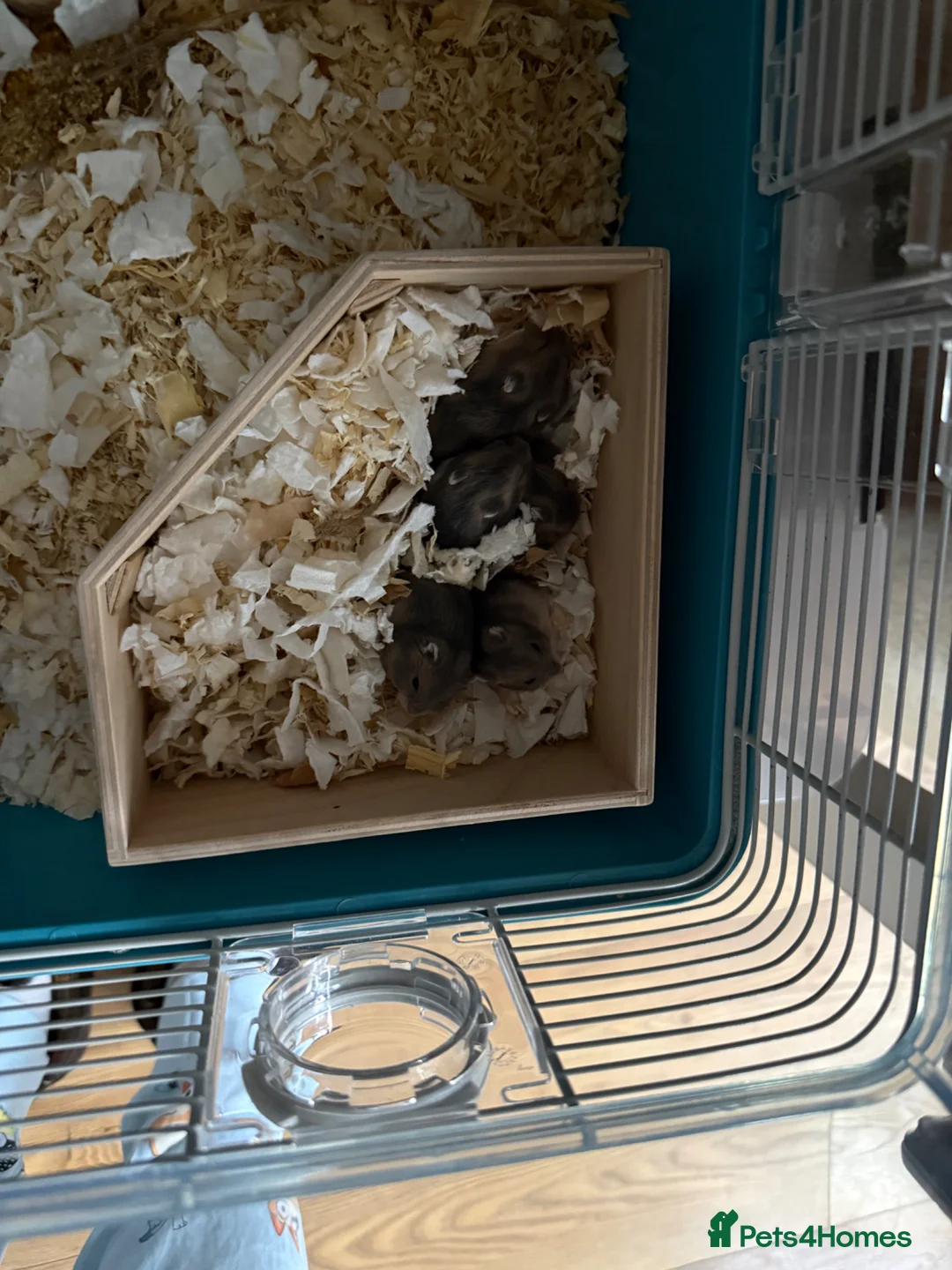 Hamster rodents for sale: Baby dwarf hamsters in Castleford - Advert 2