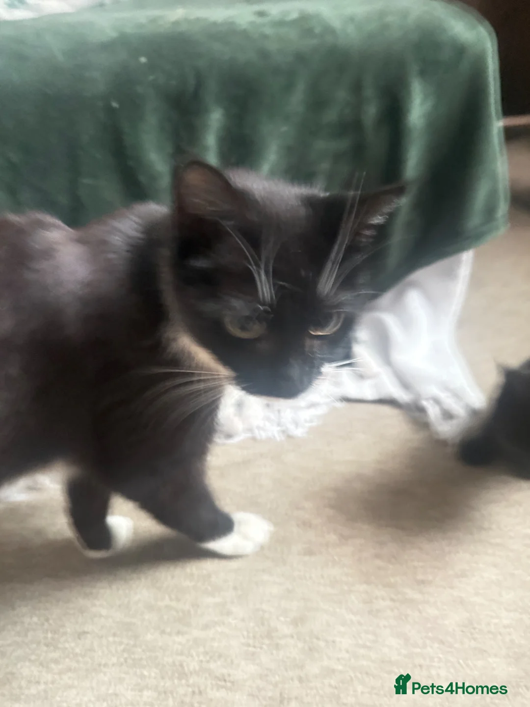 Mixed Breed cats for sale: Beautiful mixed breed Kittens  - Advert 2