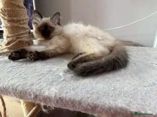 Ragdoll cats ❤️last stunning ragdoll kittens left ❤️ - Advert 5