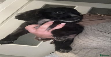 Cocker Spaniel dogs KC Registered Cocker spaniels  - Advert 5