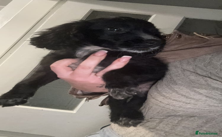 Cocker Spaniel dogs - Advert 11