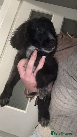 Cocker Spaniel dogs - Advert 11