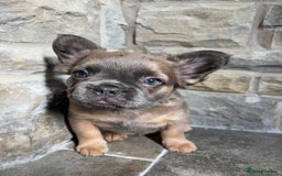 French Bulldog dogs for sale: 4 Fluffy French Bulldogs FOR SALE  - Image 19