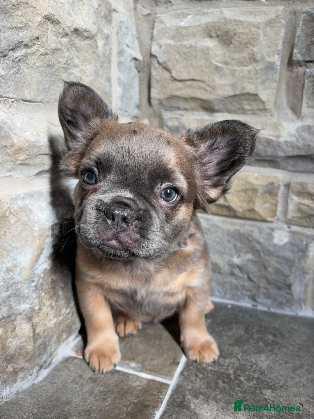 French Bulldog dogs for sale: 4 Fluffy French Bulldogs FOR SALE  - Image 19