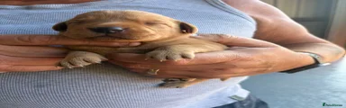 Labrador Retriever 6