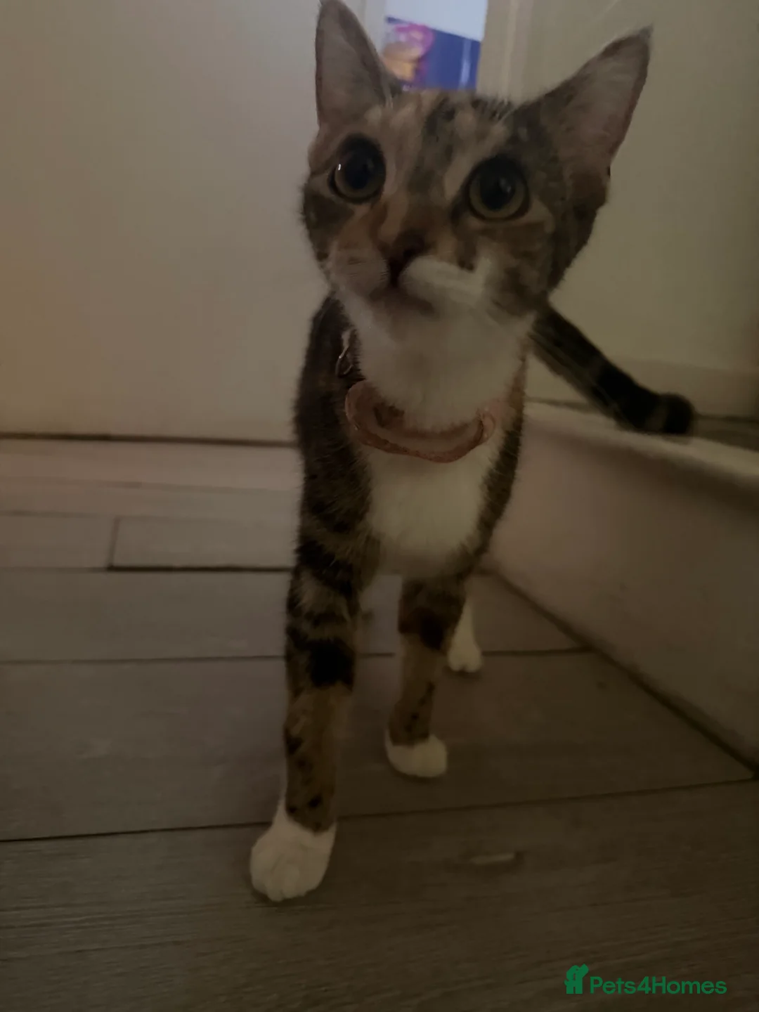 American Wirehair cats for sale: 3 beautiful American wire hair x tabby - Advert 1