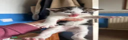 Mixed Breed cats for sale: Gorgeous white and tabby fluffy kittens in Launceston - Advert 3