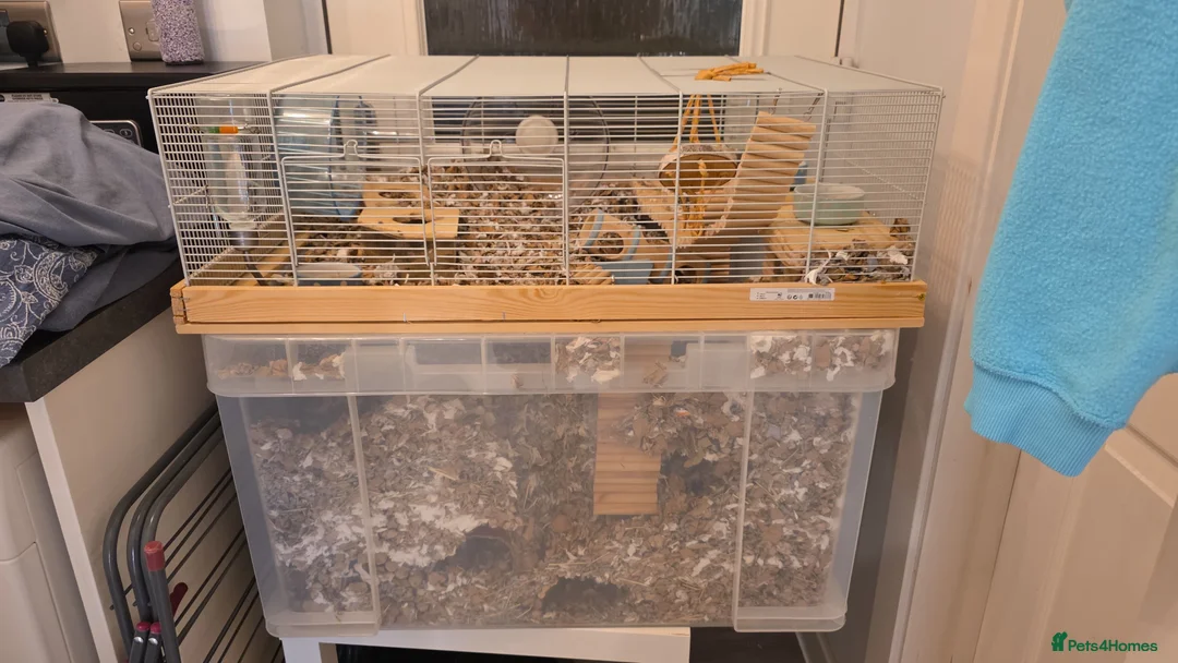 Gerbil rodents for sale: Two Female Gerbils with Cage – Loving Home Wanted - Advert 2