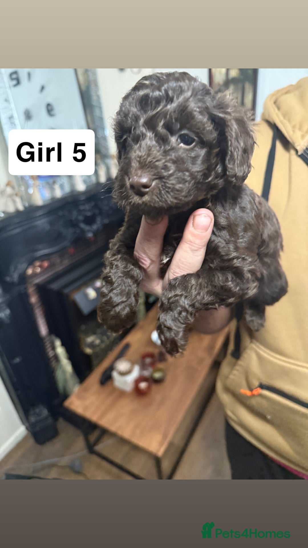 Cockapoo dogs for sale: 7 cockapoo pups - Advert 7