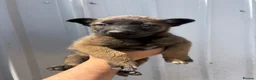 Belgian Shepherd Dog dogs for sale: Chunky WORKING LINE BELGIAN MALINOIS PUPPYS - Advert 4