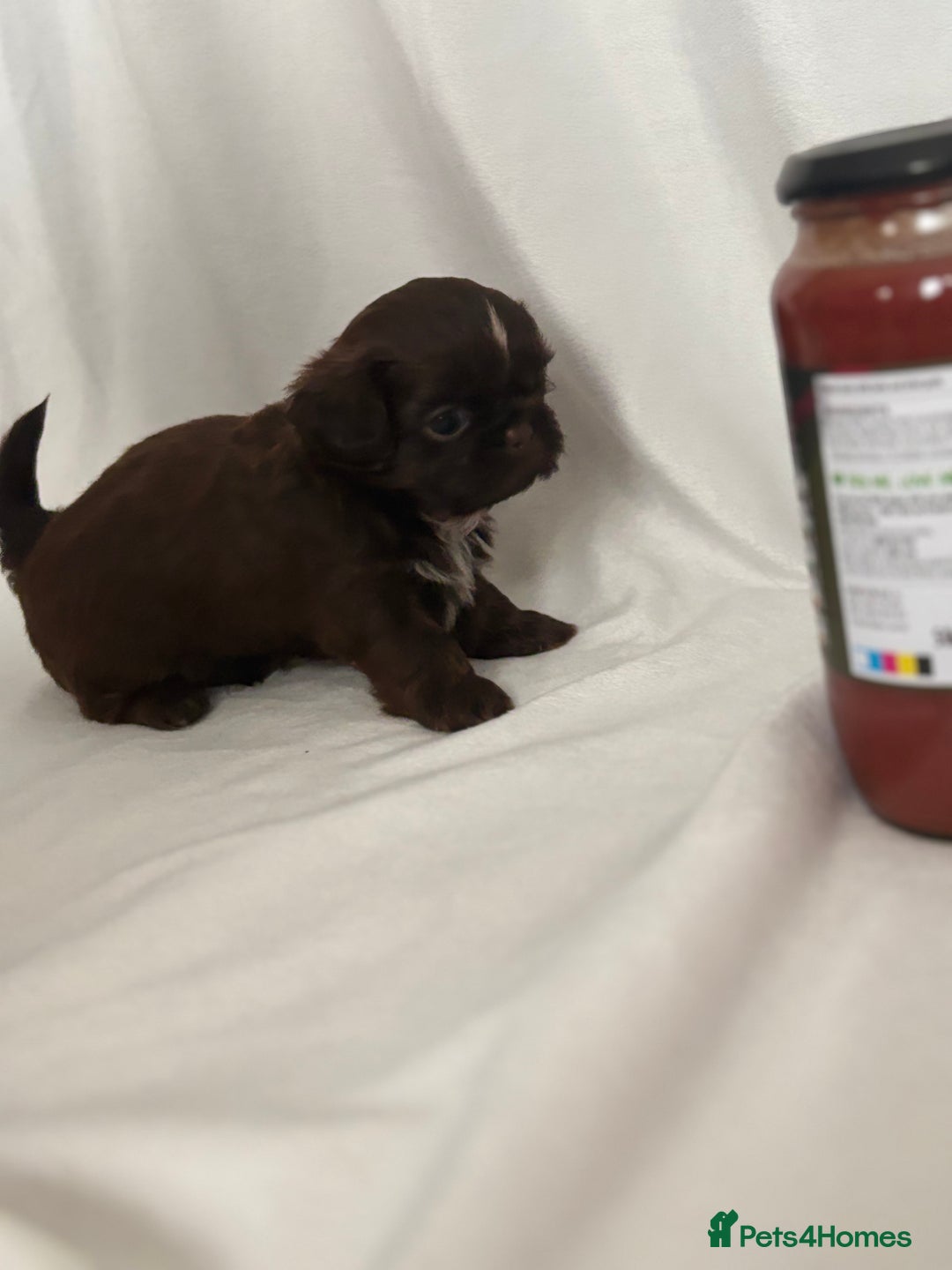 Shih Tzu dogs for sale: KC Imperial Shih Tzu puppies  - Advert 4