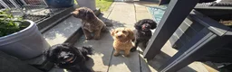 Miniature Poodle dogs for sale: Loving Home Needed for Cooper - Advert 7