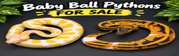 Snake reptiles for sale: Hatchling ball/royal pythons  - Advert 1