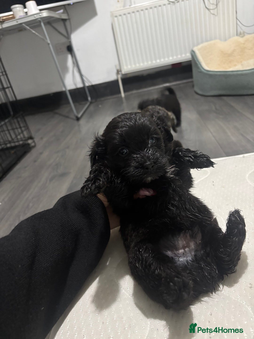 Mixed Breed dogs for sale: Last dog left - Advert 5