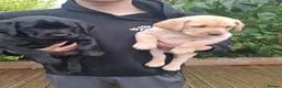 Labrador Retriever dogs for sale: 4 beautiful labrador puppies 1 dog ,3 bitches - Advert 15