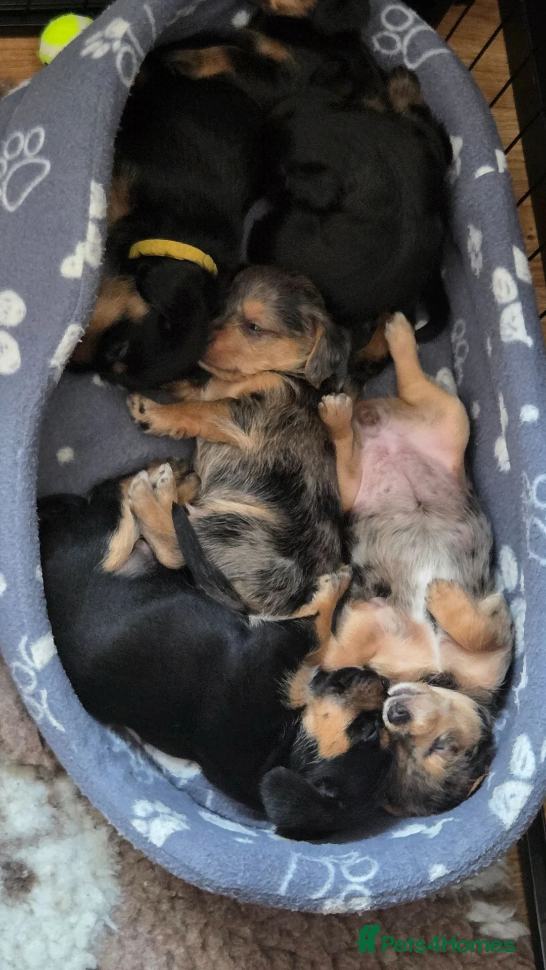 Mixed Breed dogs for sale: 1 Male and 3 Female Dorkies in Southampton - Advert 15