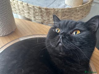 British Shorthair cats GCCF Registered British Short Hair Male - Advert 15