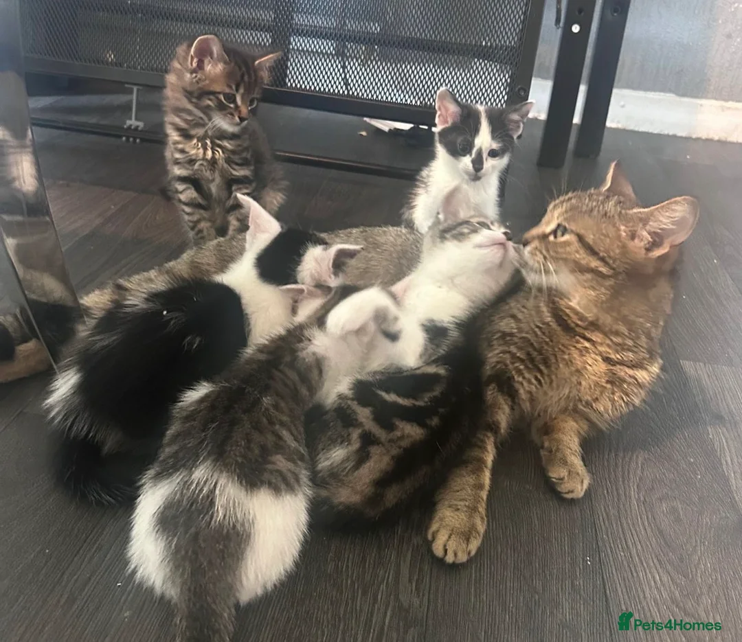 Mixed Breed cats for sale: 🐾 Beautiful Kittens Ready for New Homes 🐾 - Advert 1