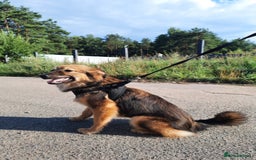 Mixed Breed dogs for adoption: 💖🐶 LINA 🐶💖 - Image 3