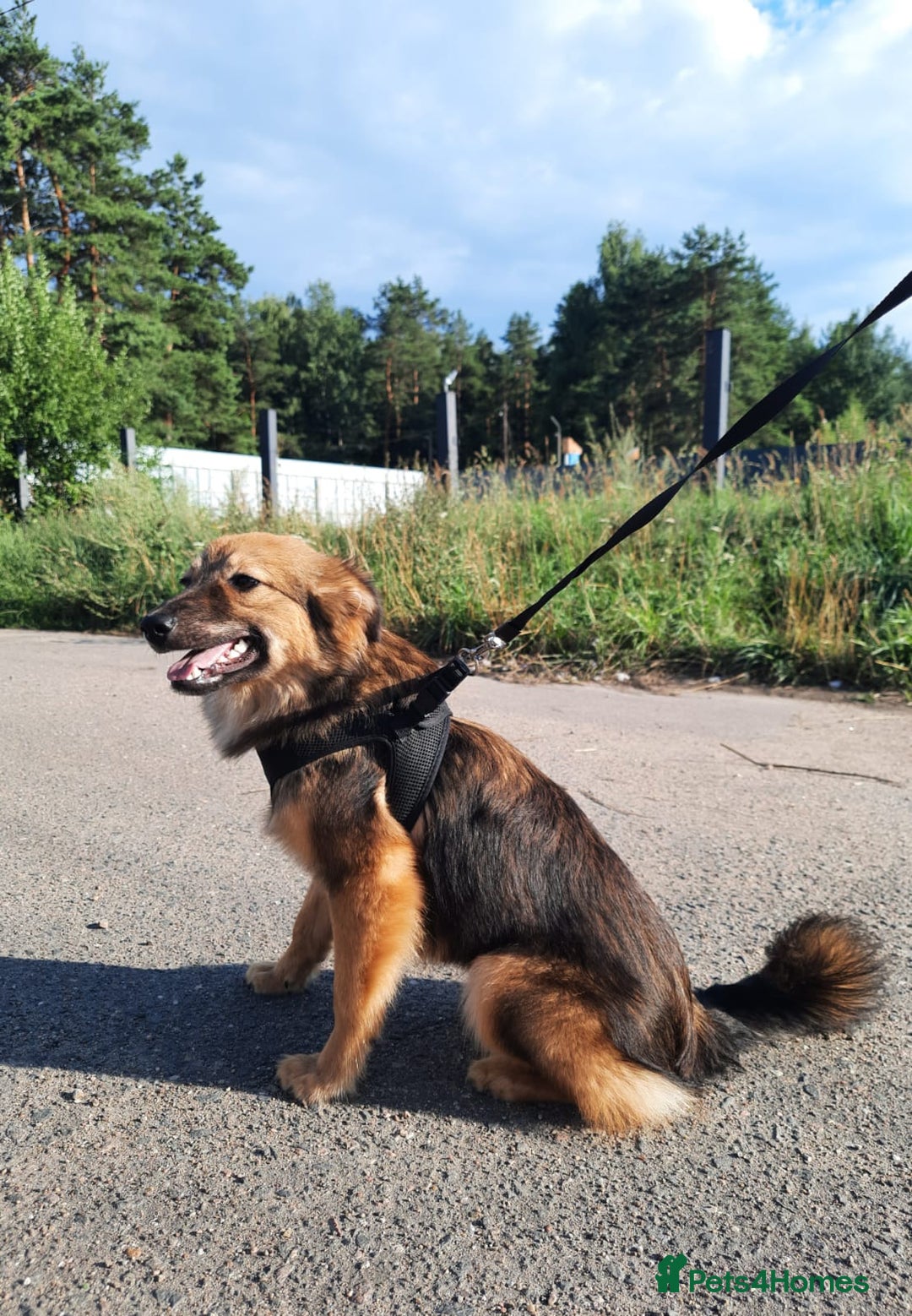 Mixed Breed dogs for adoption: 💖🐶 LINA 🐶💖 - Image 3