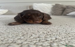 Miniature Dachshund dogs for sale: Exceptional quality long haired mini dachshunds - Image 32