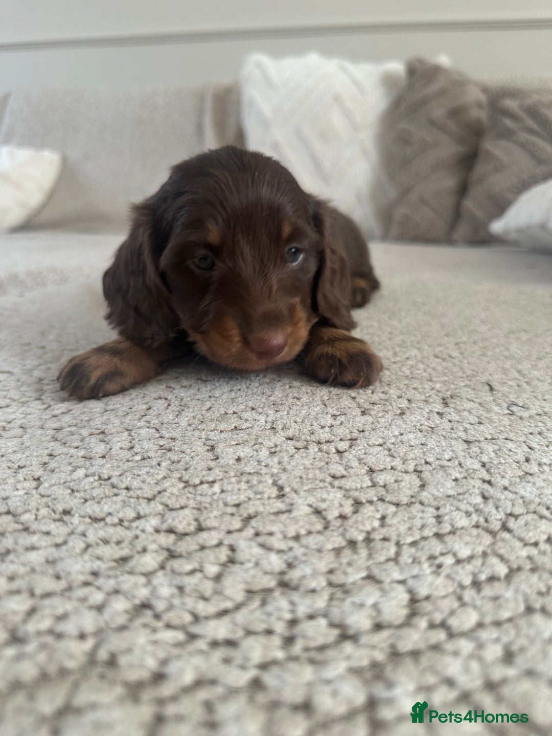 Miniature Dachshund dogs for sale: Exceptional quality long haired mini dachshunds - Image 32