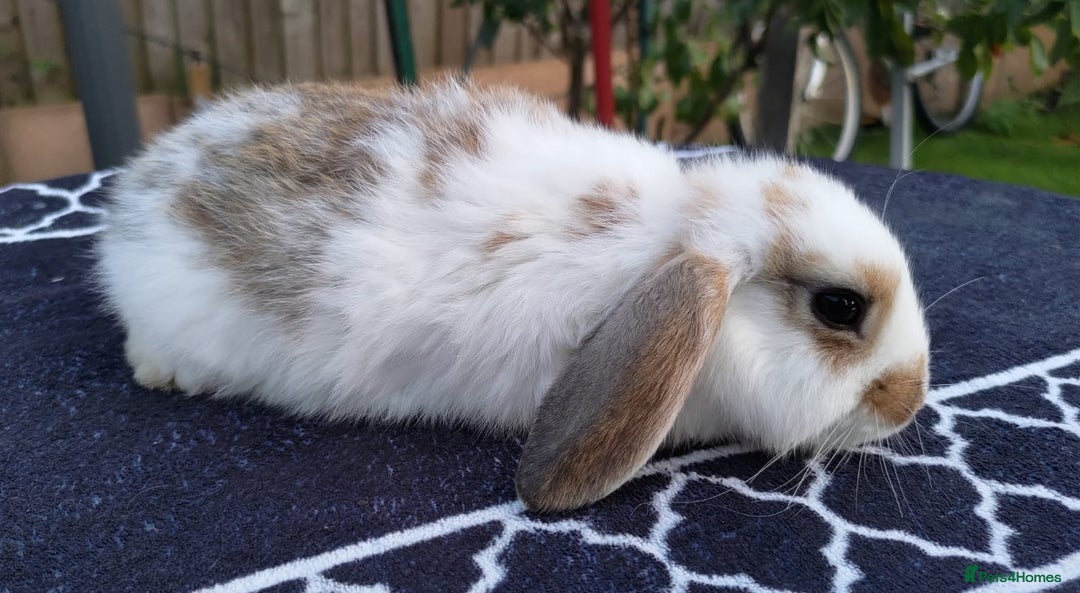 Mini Lop rabbits for sale: Gorgeous Mini lop babies looking for new homes - Image 16