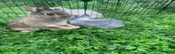 Netherland Dwarf rabbits for sale: URGENT 1 LEFT - Advert 11