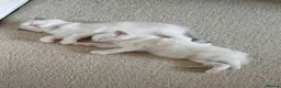 Ragdoll cats for sale: Beautiful Ragdoll Kittens 4 Boys in Bedford - Advert 3