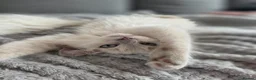 Ragdoll cats for sale: Introducing my litter of Cherubim Ragdolls in Newport-on-Tay - Advert 16