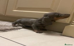 Miniature Dachshund dogs for sale: Miniature dachshund puppys - Image 3