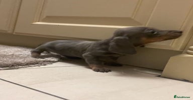 Miniature Dachshund dogs - Advert 5