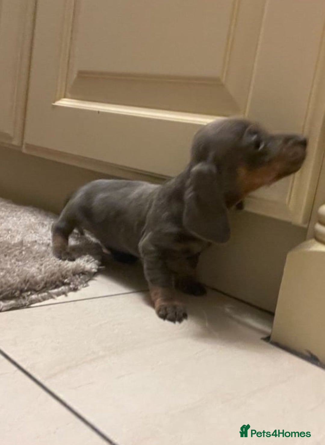Miniature Dachshund dogs for sale: Miniature dachshund puppys - Image 3