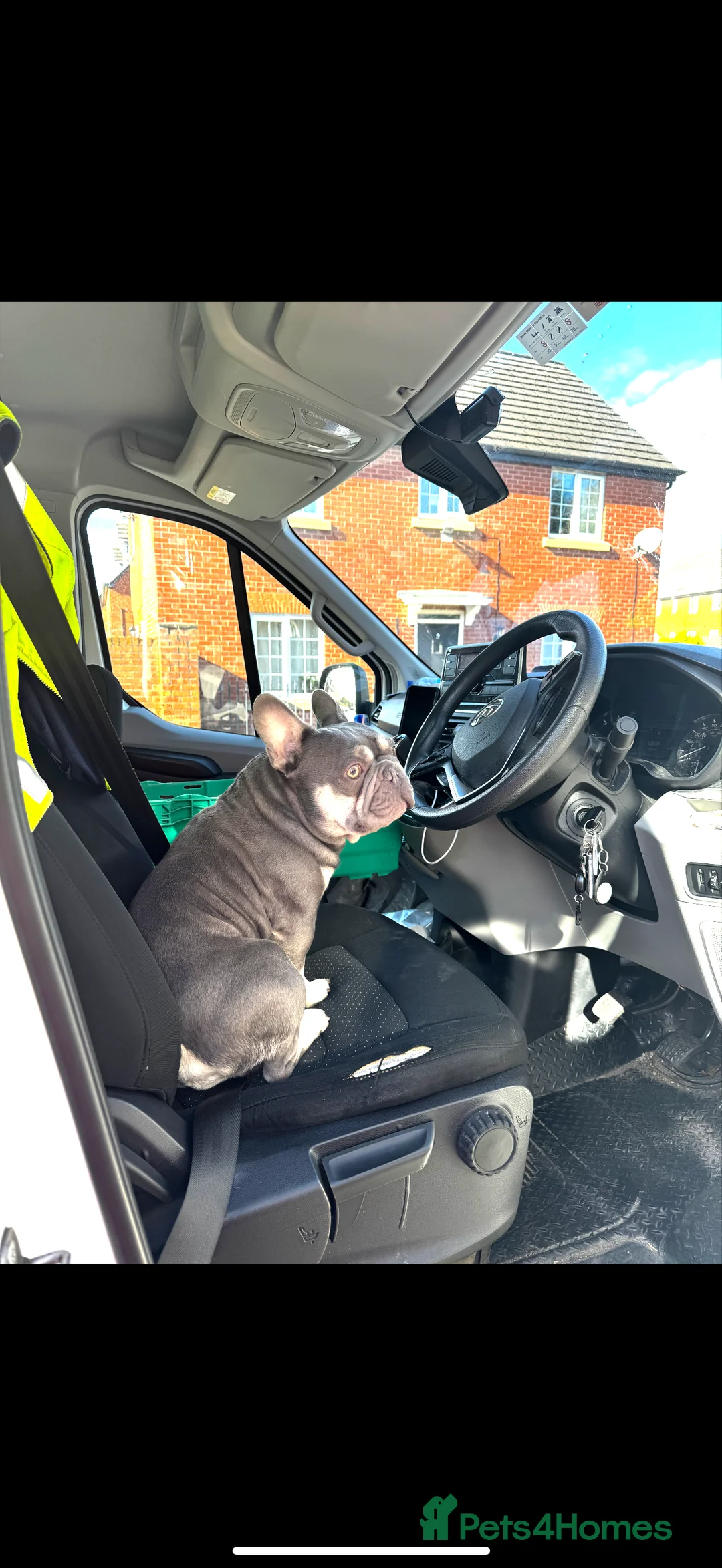 French Bulldog dogs for sale: Male and female siblings - Advert 7