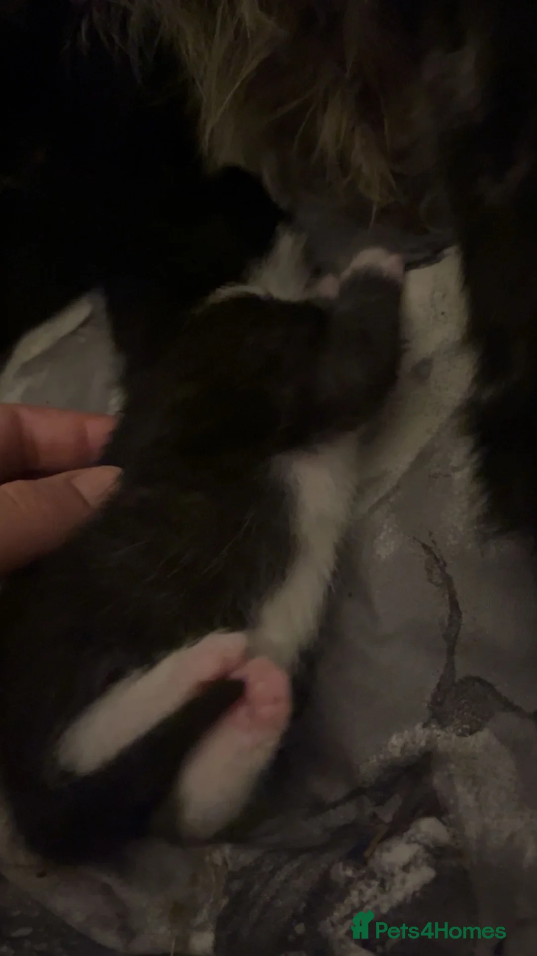 Mixed Breed cats for sale: Mixed Maine coone babies - Advert 8