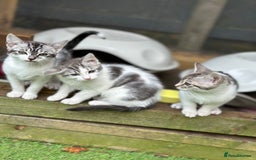 Mixed Breed cats for sale: Adorable Bengal Cross Kittens!! - Image 9
