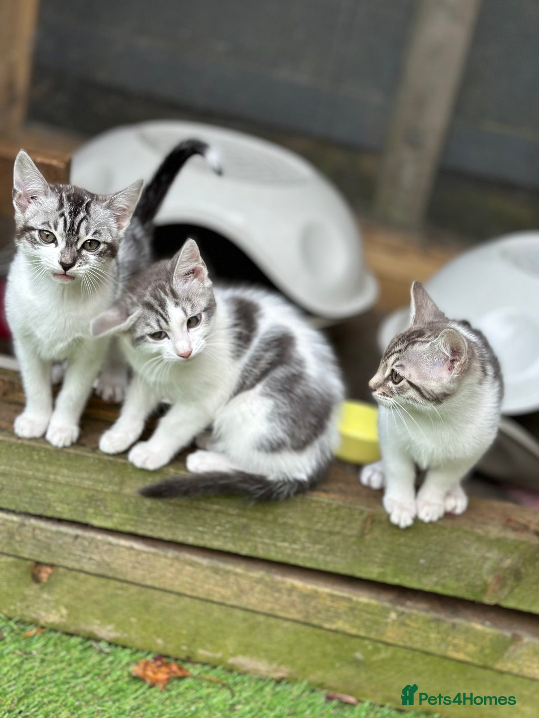Mixed Breed cats for sale: Adorable Bengal Cross Kittens!! - Image 9