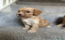 Cavapoo dogs for sale: Wonderful beautiful f1 champagne cavapoo babies  - Image 6
