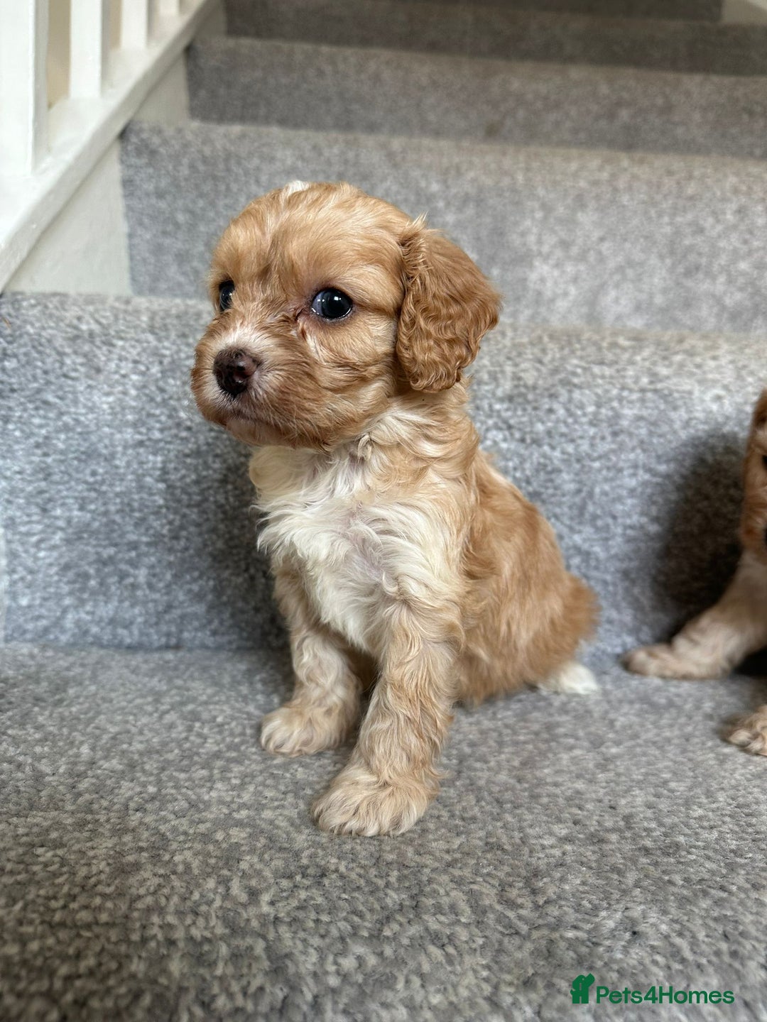 Cavapoo dogs for sale: Wonderful beautiful f1 champagne cavapoo babies  - Image 6