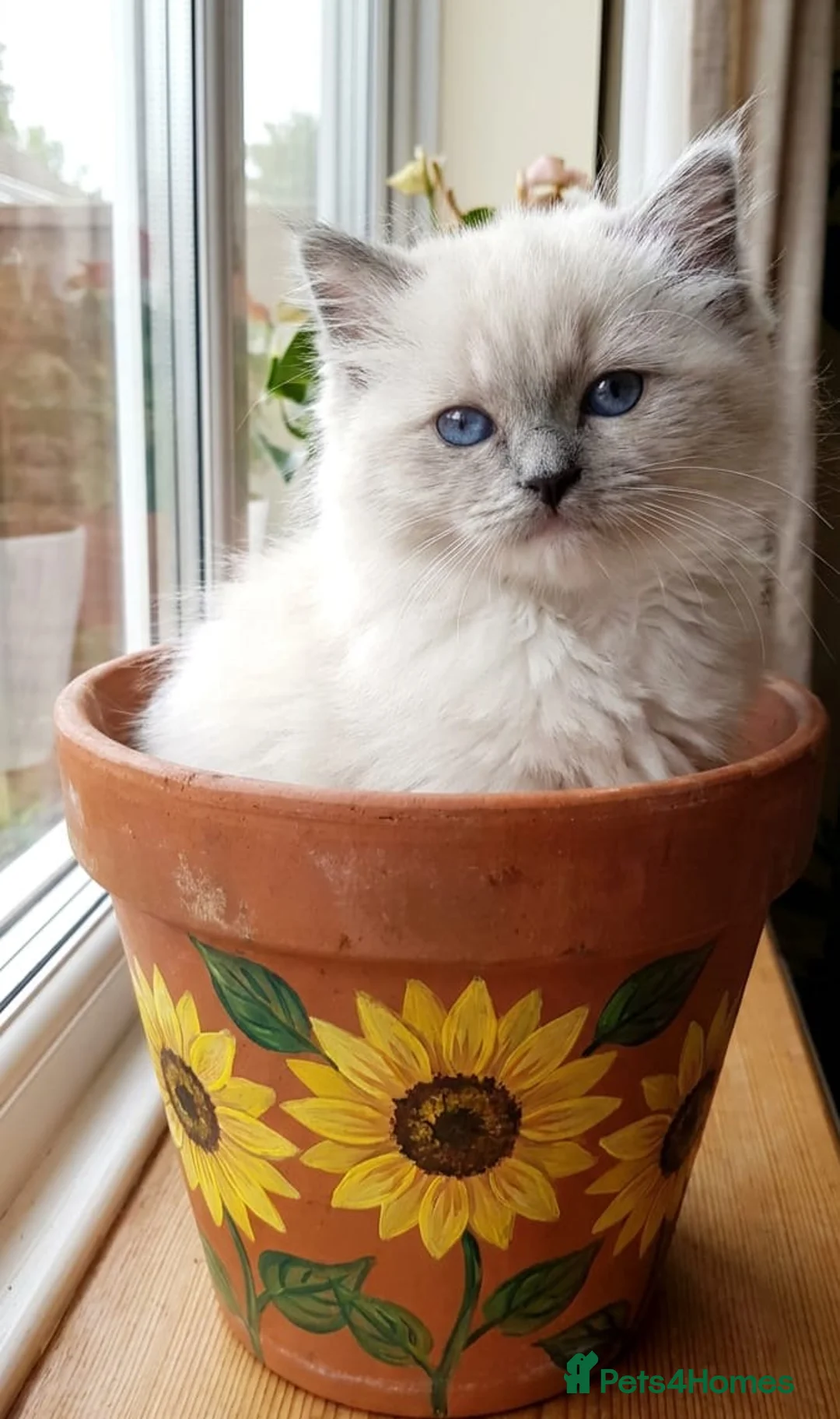 Ragdoll cats for sale: Beautiful gccf reg Rsgdoll boy - Advert 1