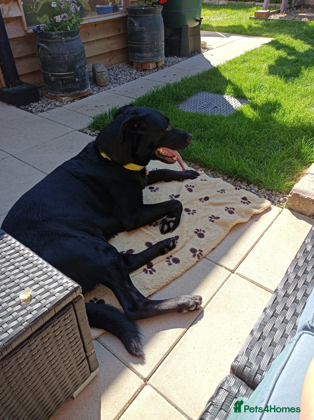 Sheprador dogs for sale: Labrador x German shepherd  - Advert 3