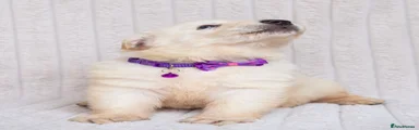 German Shepherd Puppy 4